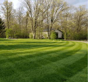 Lawn Care When You Have Dogs