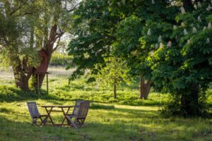 shade trees