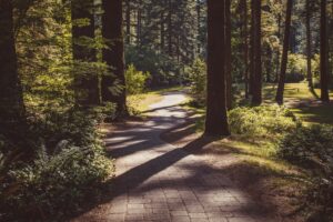 shade trees