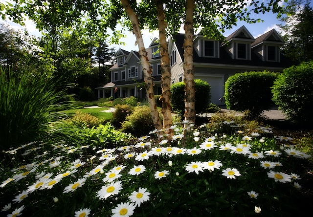 shade trees